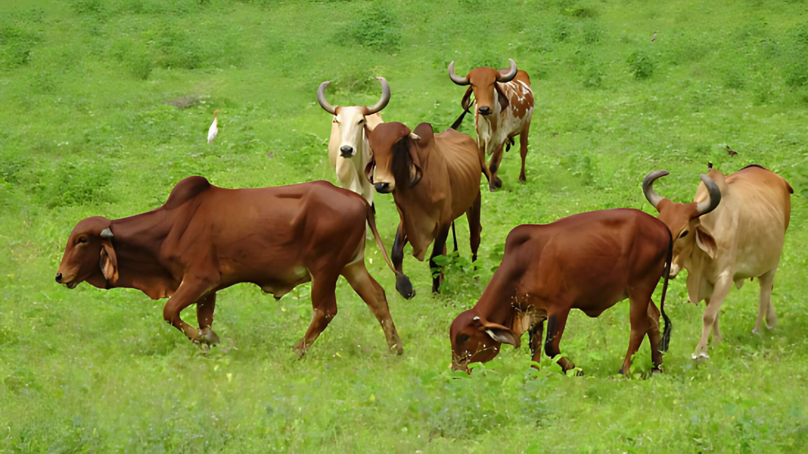 Premium quality agricultural produce